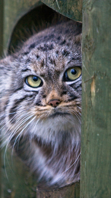 Sfondi Pallas's Cat Or Manul 360x640