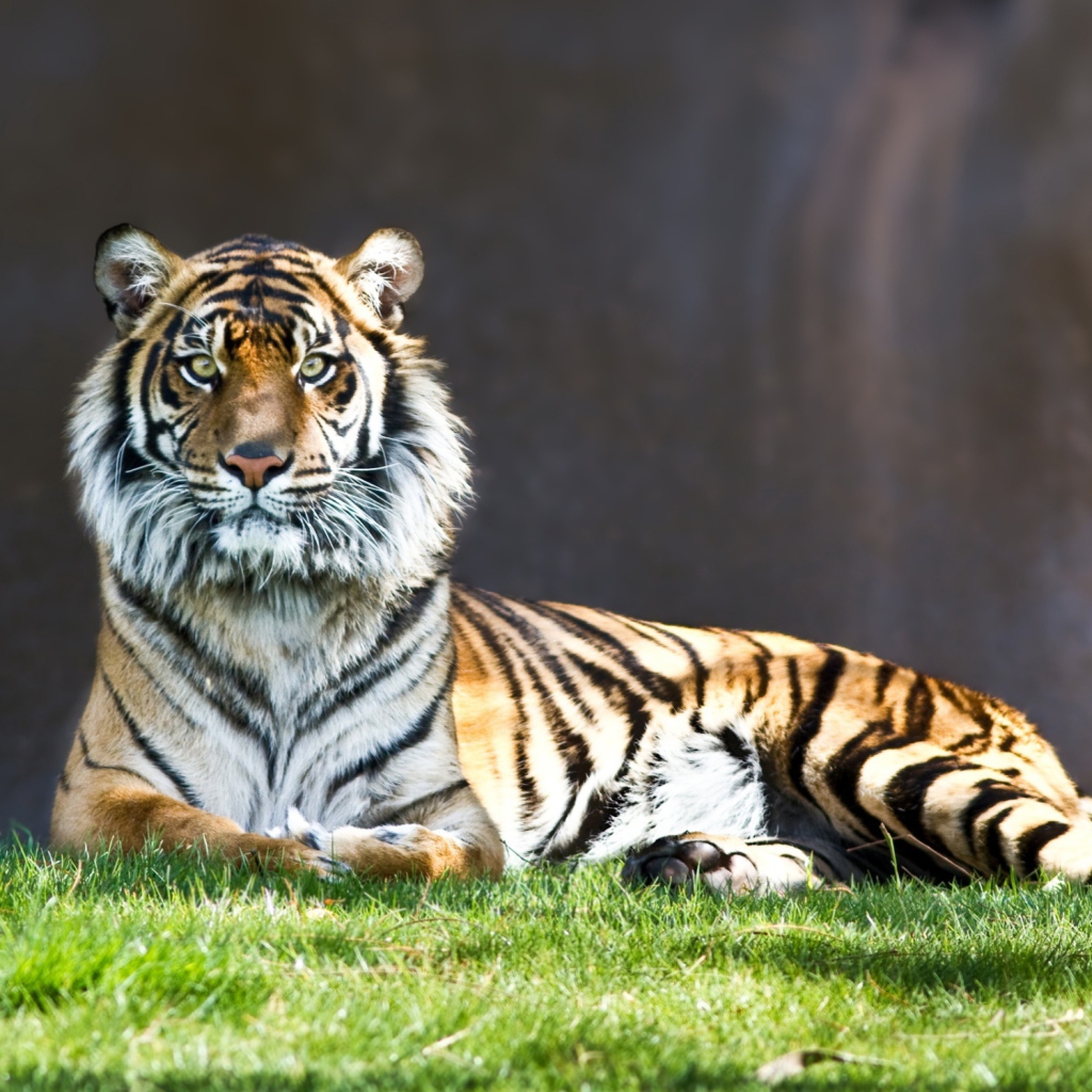 Sfondi Tiger Staring 1024x1024