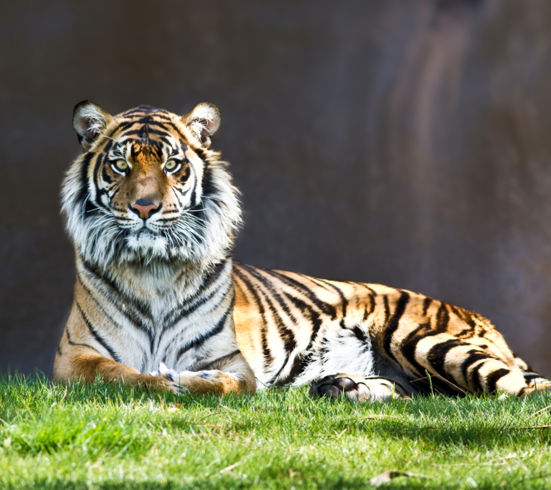 Das Tiger Staring Wallpaper 1080x960