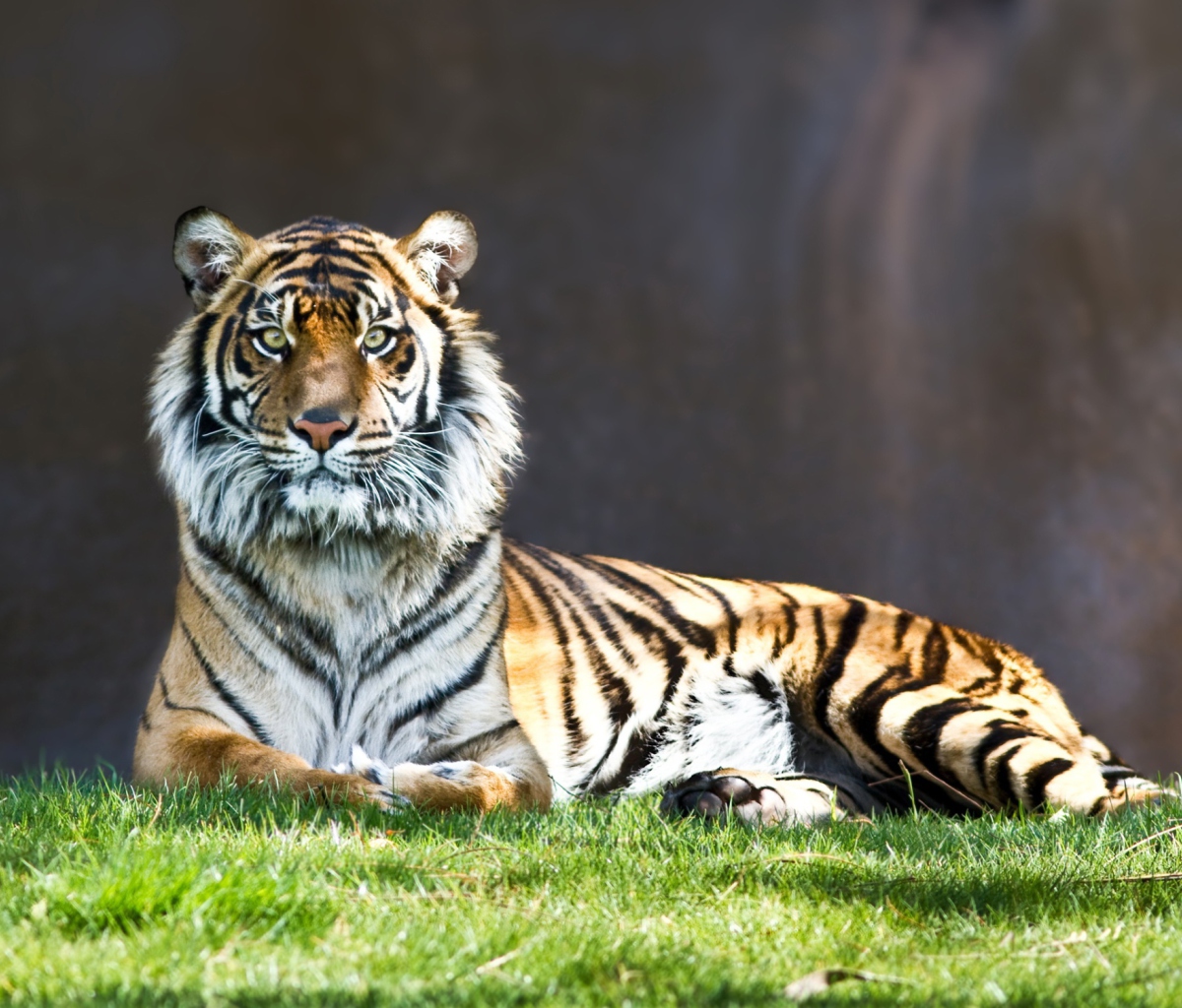 Sfondi Tiger Staring 1200x1024