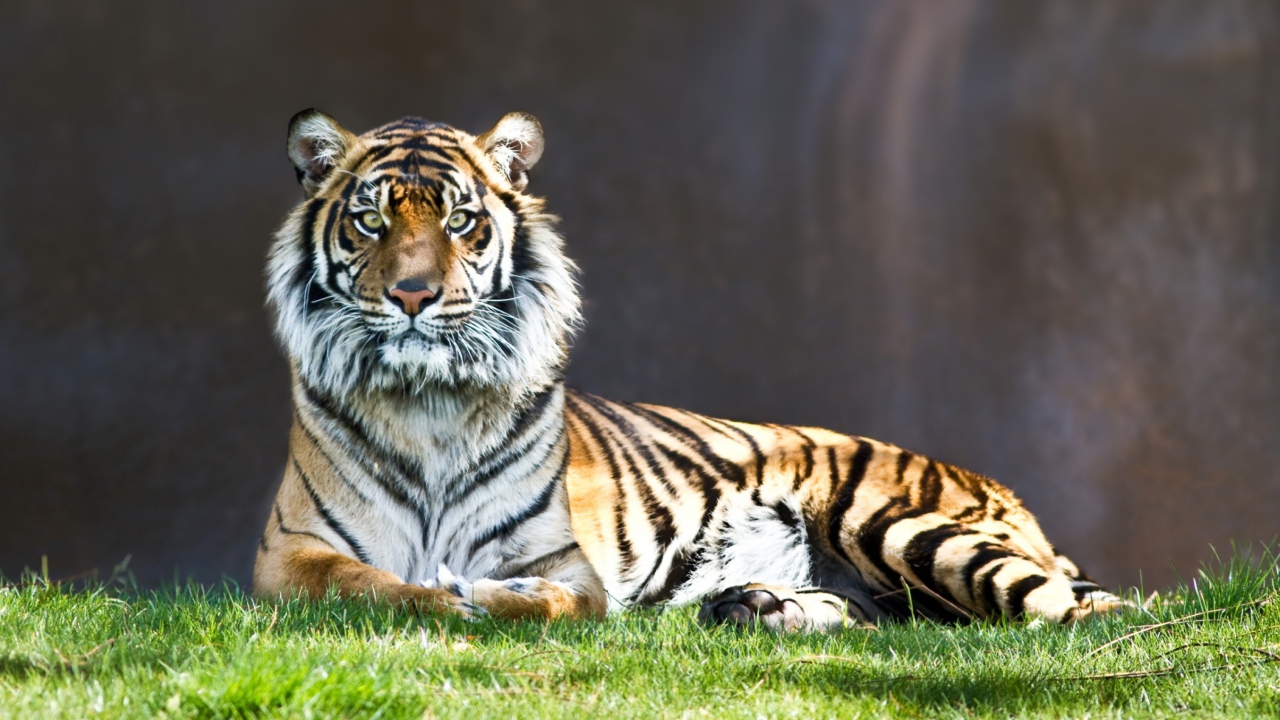 Sfondi Tiger Staring 1280x720