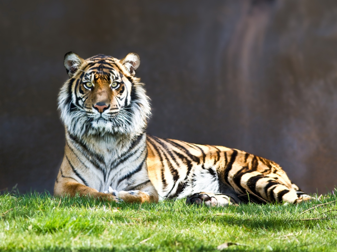 Tiger Staring wallpaper 1280x960