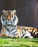 Sfondi Tiger Staring 128x160