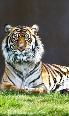 Tiger Staring screenshot #1 240x400