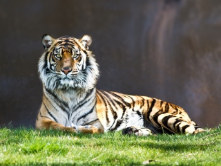 Das Tiger Staring Wallpaper 320x240