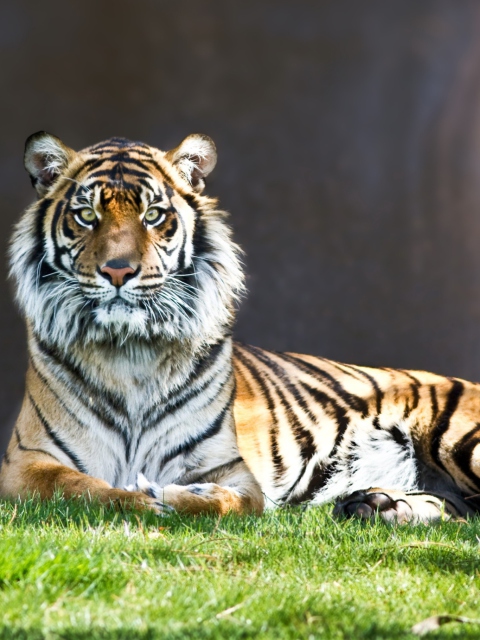 Sfondi Tiger Staring 480x640