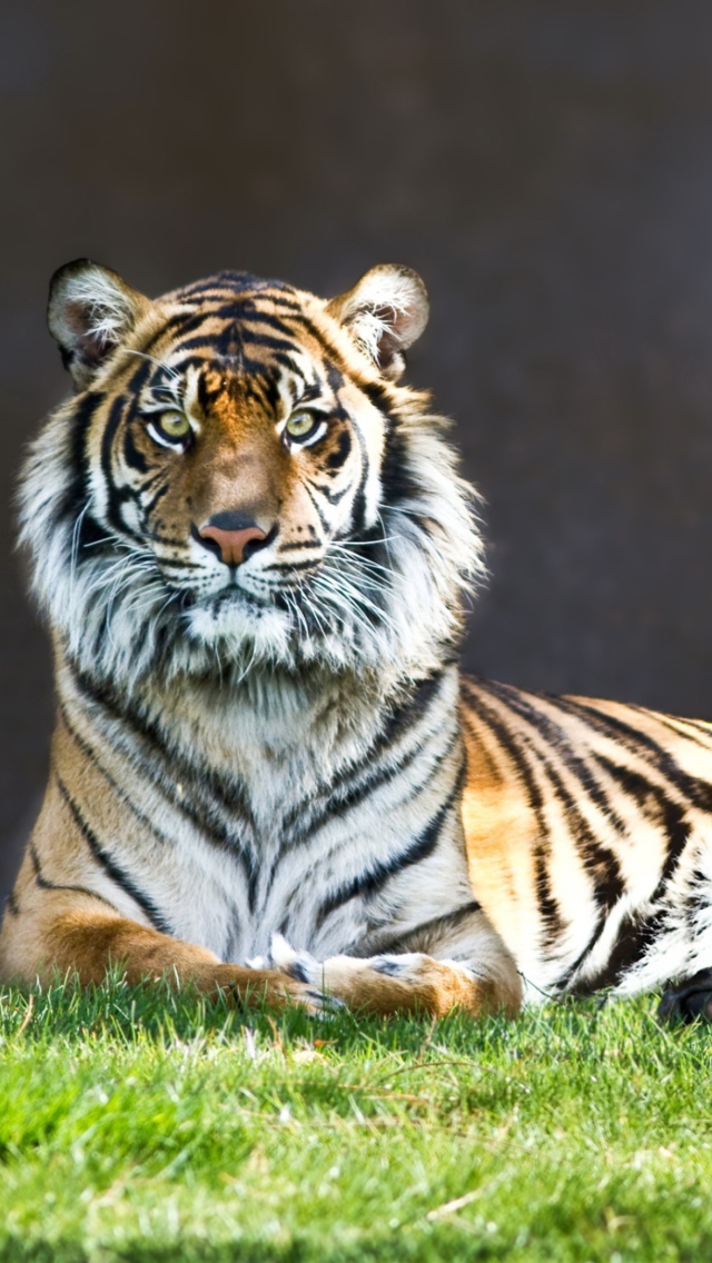 Sfondi Tiger Staring 640x1136