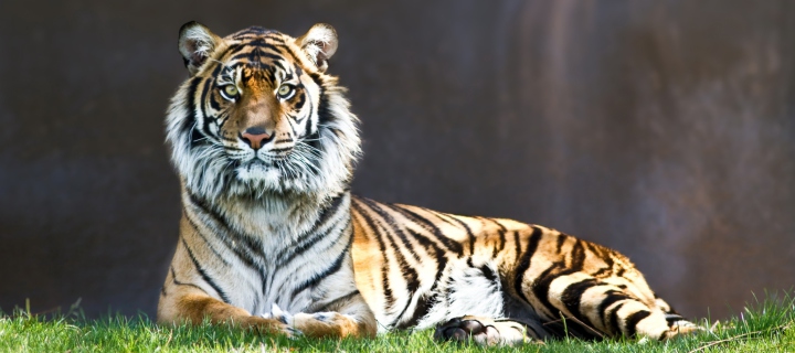 Das Tiger Staring Wallpaper 720x320
