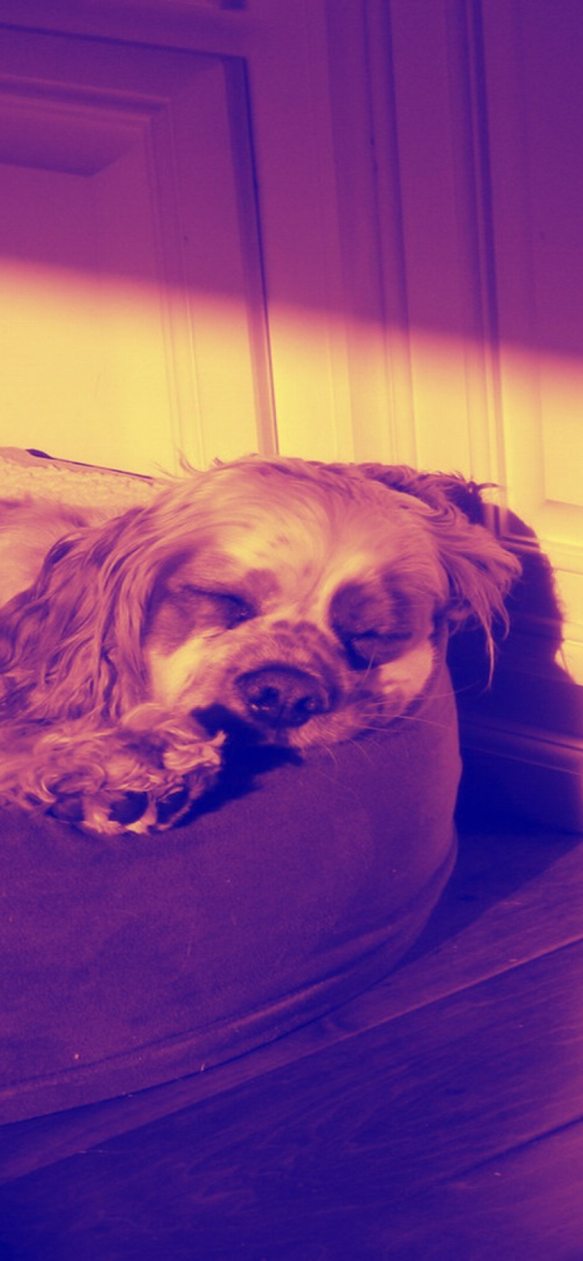 Screenshot №1 pro téma Sleeping Dog 1170x2532