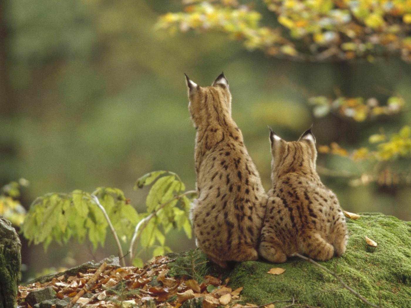 Lynx Family wallpaper 1400x1050