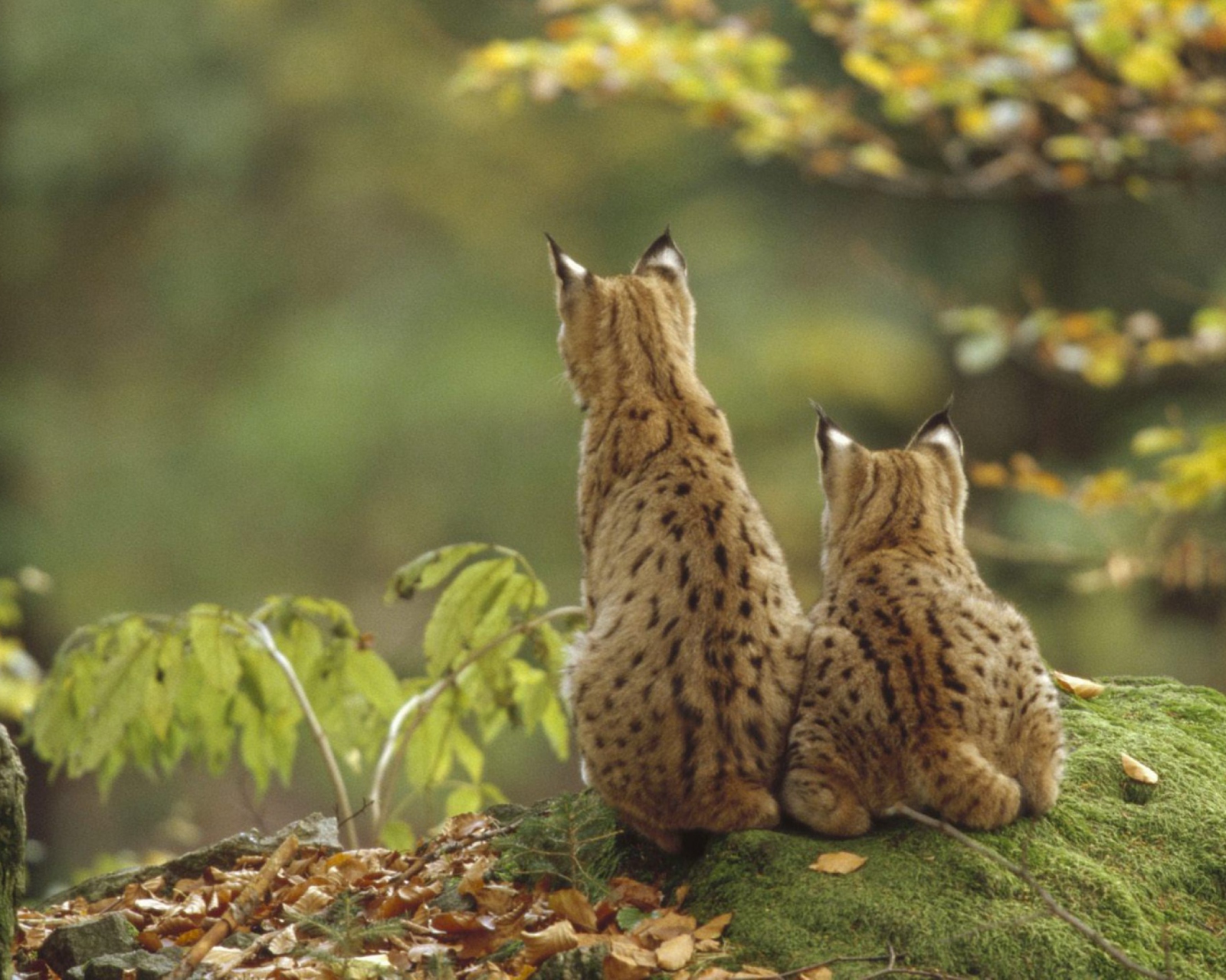 Lynx Family wallpaper 1600x1280