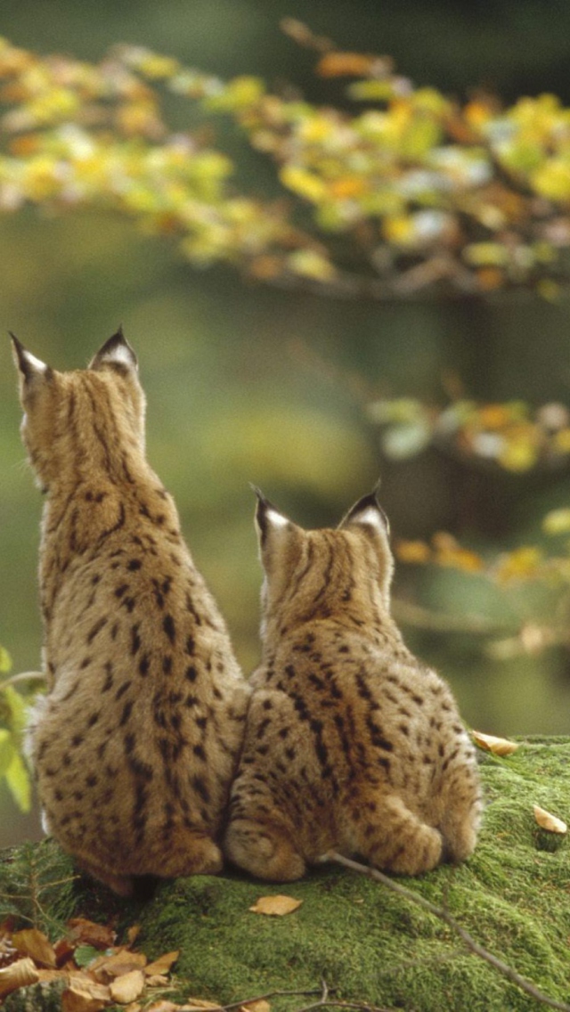 Das Lynx Family Wallpaper 640x1136