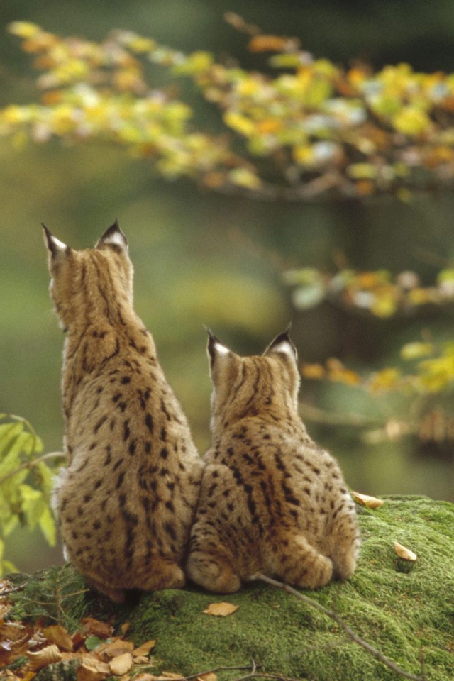 Das Lynx Family Wallpaper 640x960