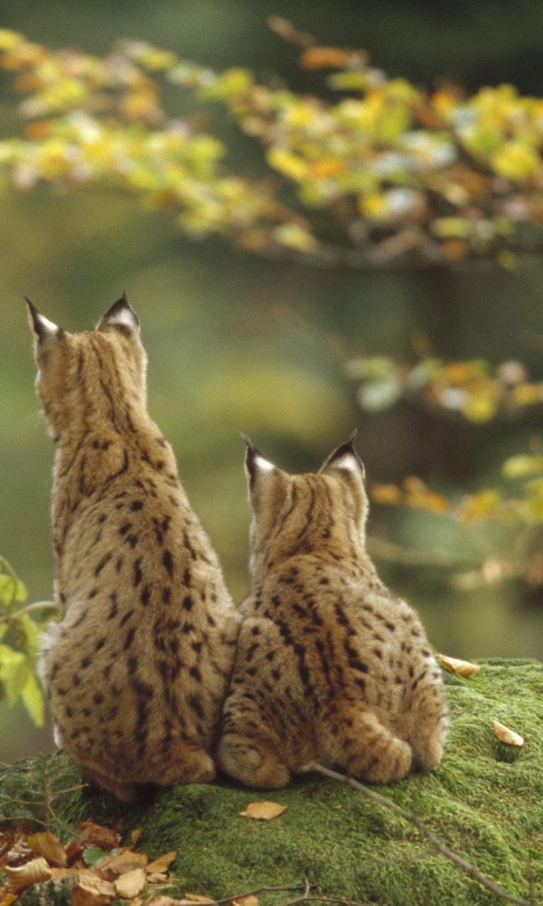 Lynx Family wallpaper 768x1280