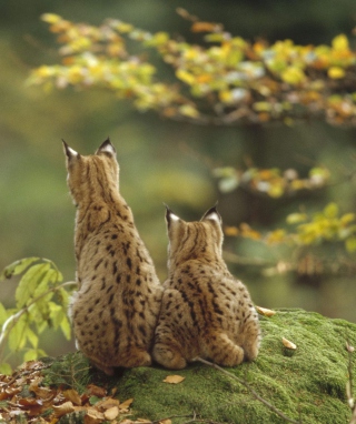 Lynx Family - Obrázkek zdarma pro 750x1334