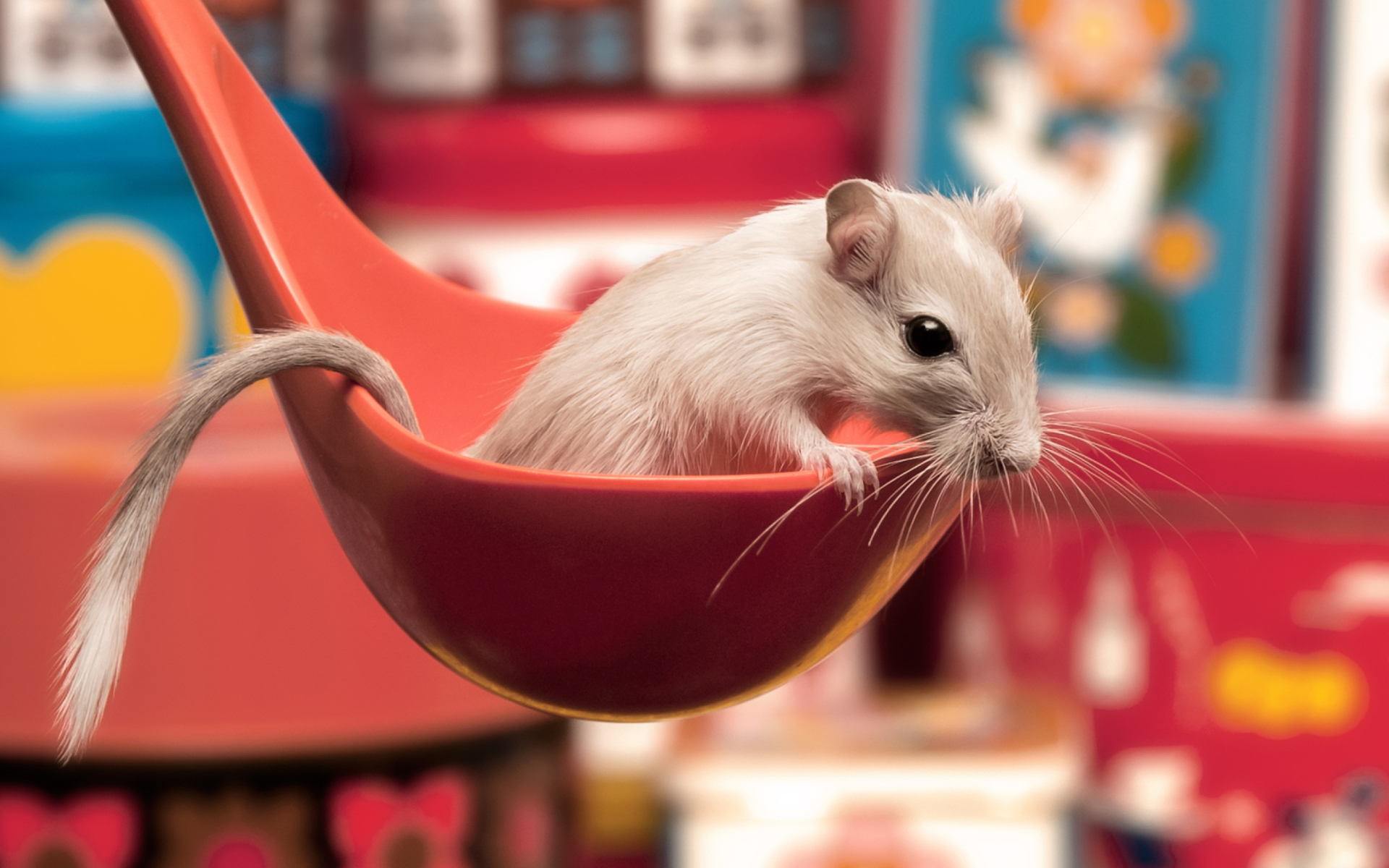 Cute Rat wallpaper 1920x1200