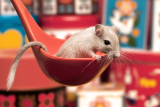 Kostenloses Cute Rat Wallpaper für HTC Desire 310