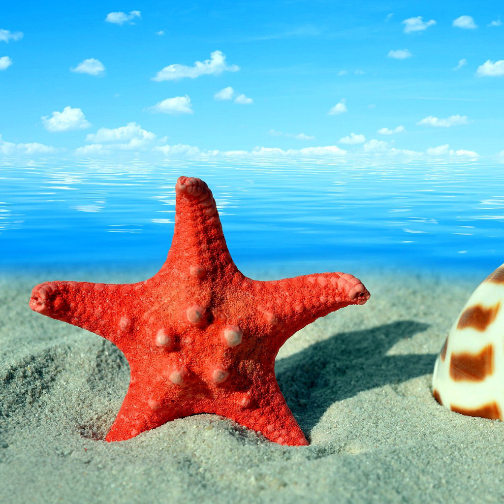 Обои Seashell and Starfish 1024x1024