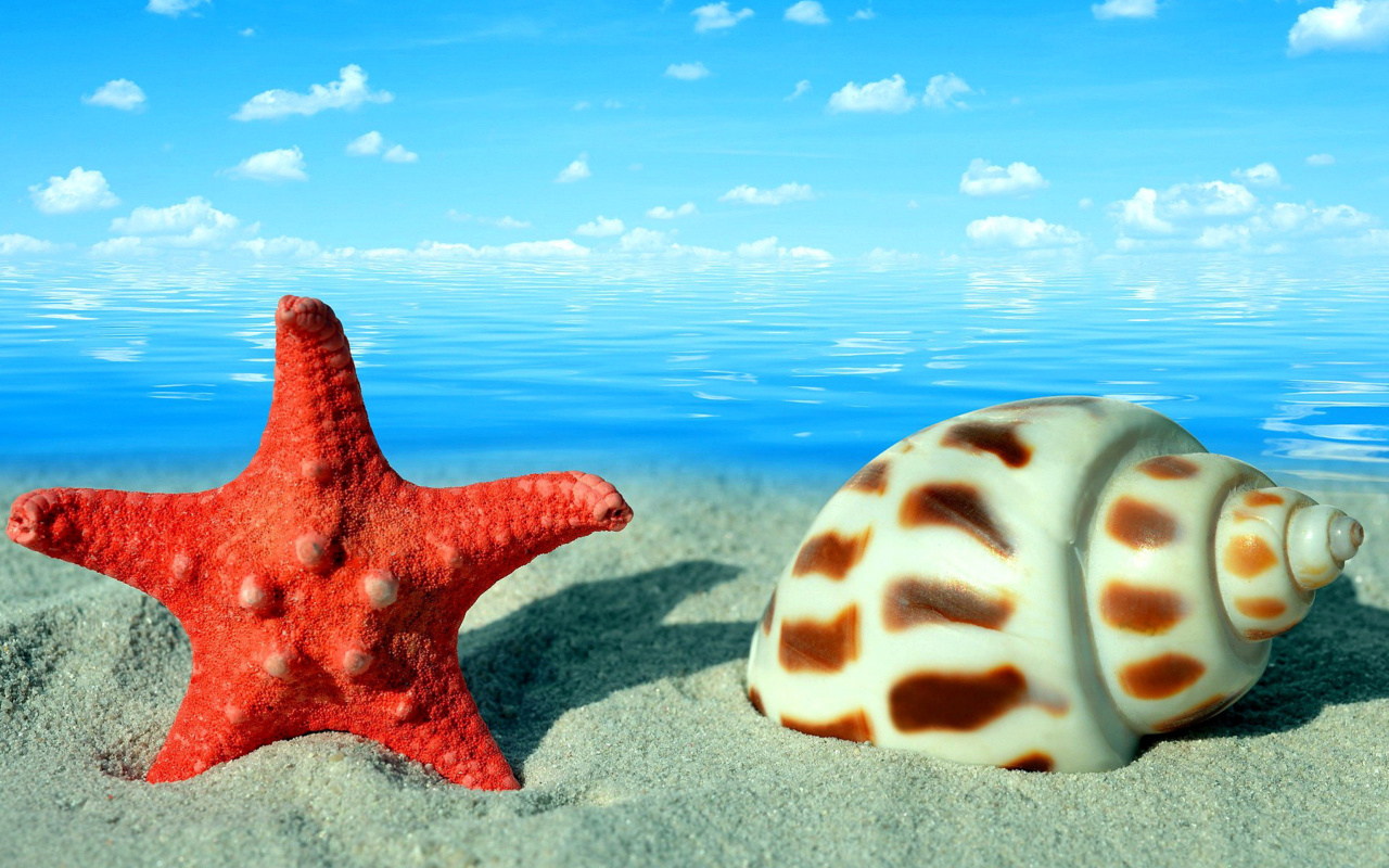 Seashell and Starfish wallpaper 1280x800