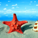 Seashell and Starfish wallpaper 128x128