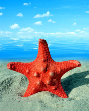 Sfondi Seashell and Starfish 176x220
