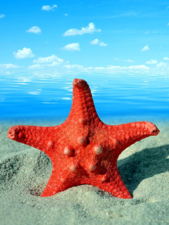 Seashell and Starfish screenshot #1 240x320