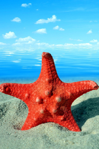 Sfondi Seashell and Starfish 320x480