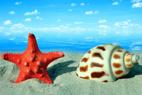 Fondo de pantalla Seashell and Starfish 480x320