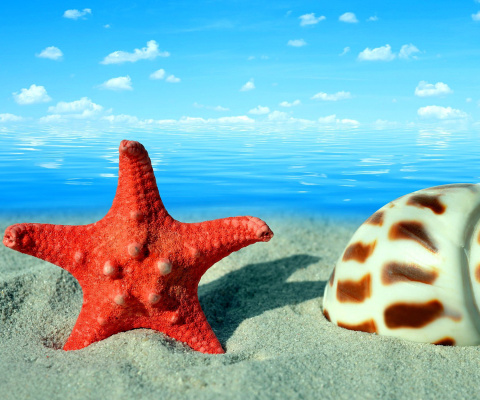 Das Seashell and Starfish Wallpaper 480x400