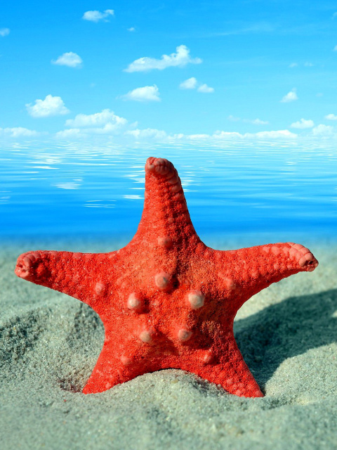 Sfondi Seashell and Starfish 480x640