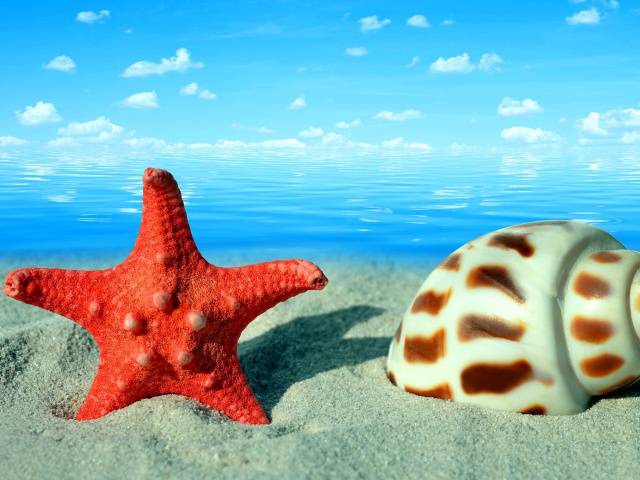Seashell and Starfish wallpaper 640x480
