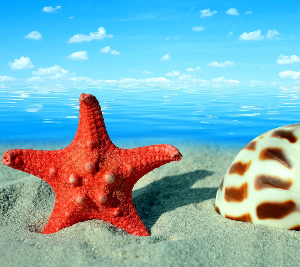 Fondo de pantalla Seashell and Starfish 960x854