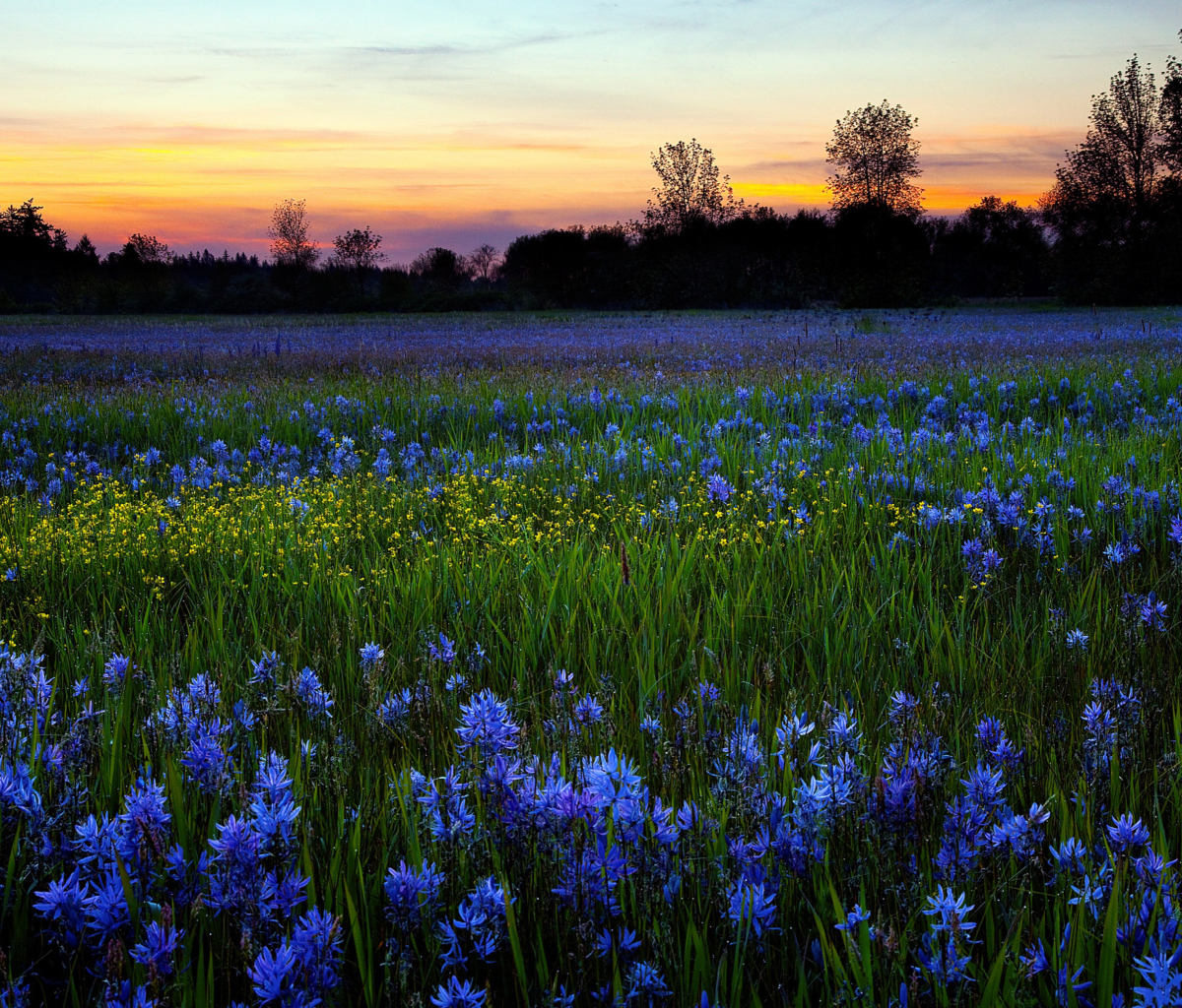 Fondo de pantalla Blue Flower Field 1200x1024