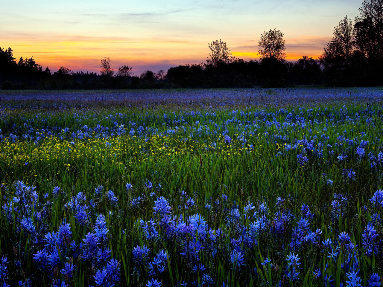 Обои Blue Flower Field 1280x960