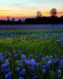 Fondo de pantalla Blue Flower Field 128x160