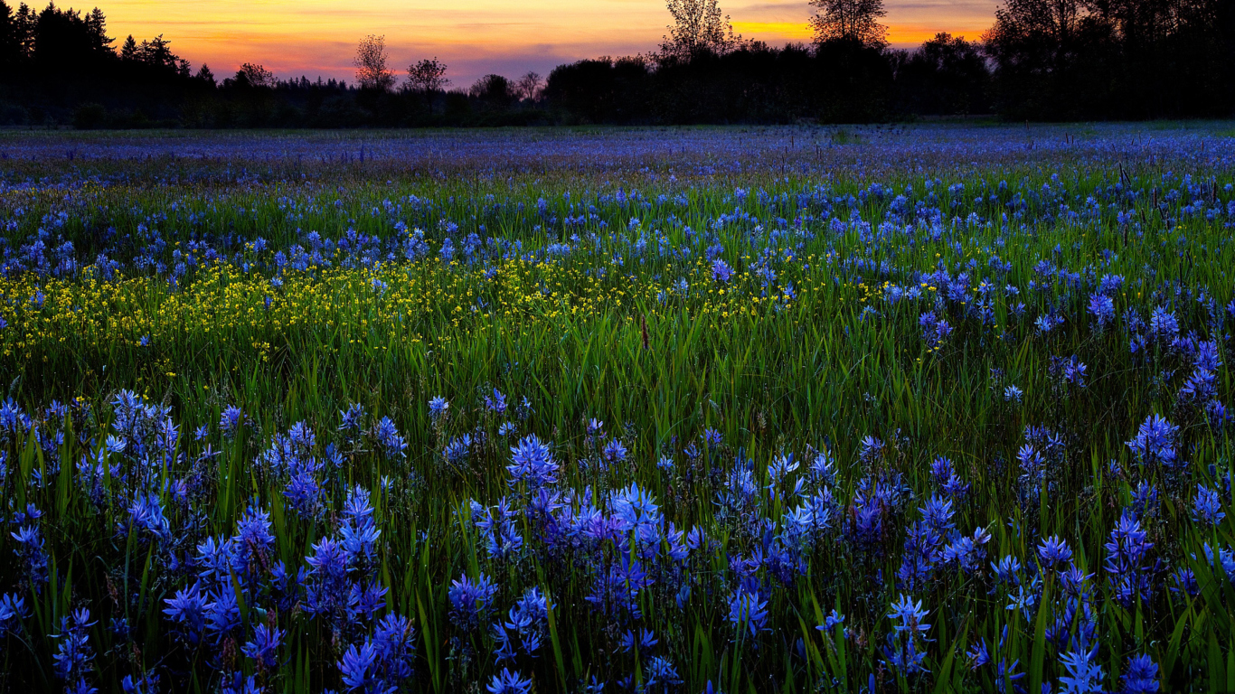 Blue Flower Field wallpaper 1366x768
