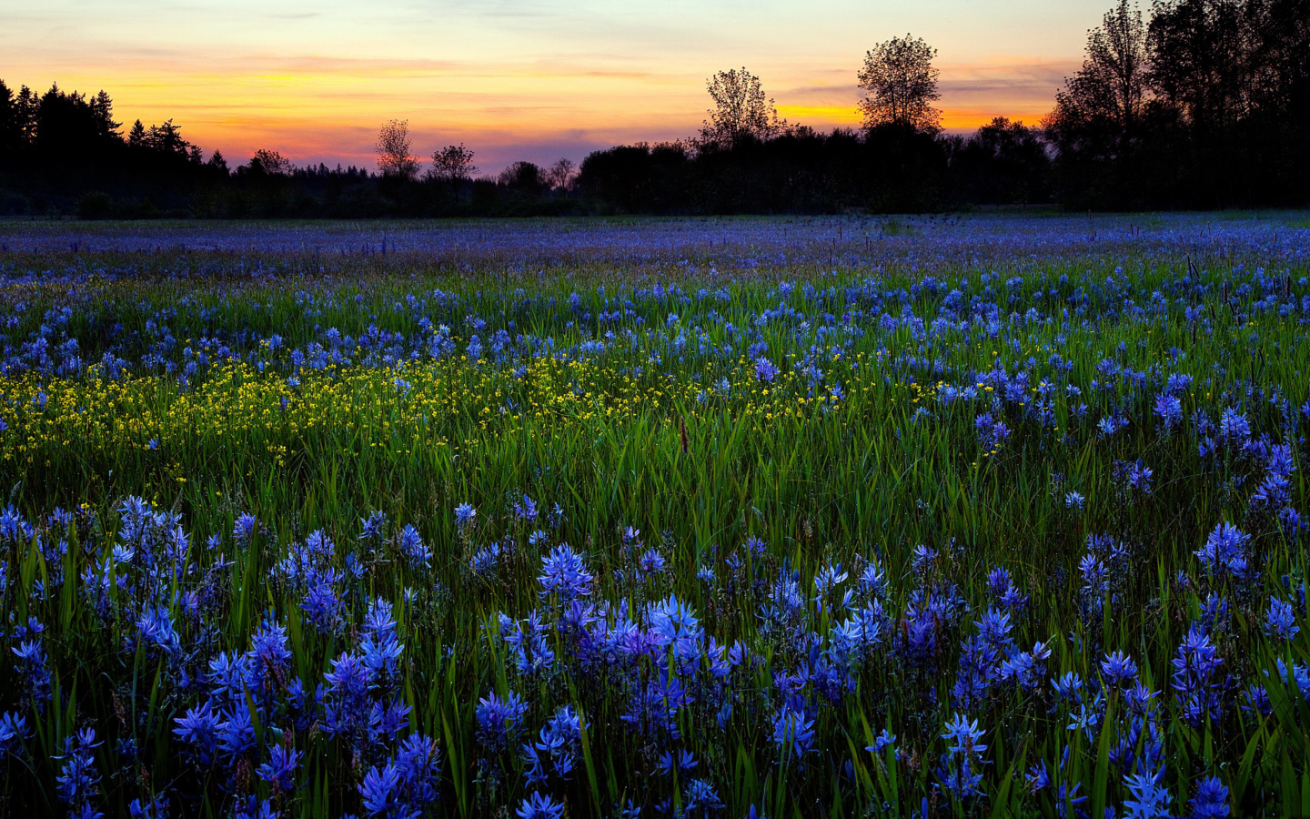 Обои Blue Flower Field 1440x900