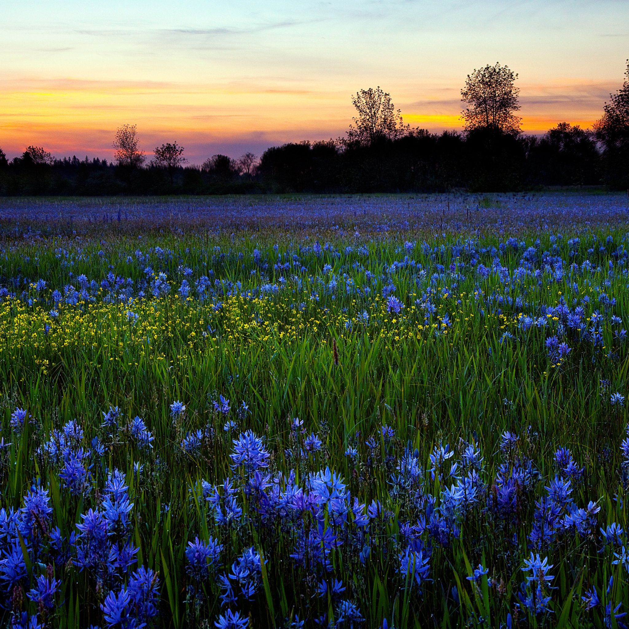Обои Blue Flower Field 2048x2048