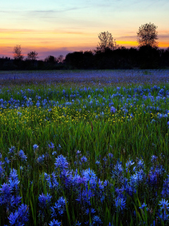 Обои Blue Flower Field 240x320