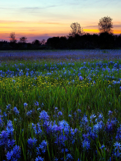 Screenshot №1 pro téma Blue Flower Field 240x320