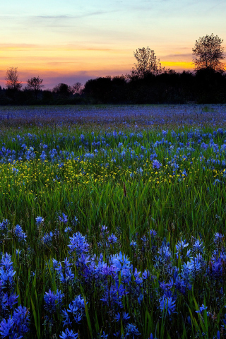 Das Blue Flower Field Wallpaper 320x480