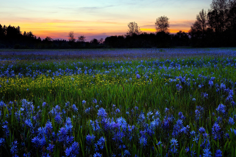 Das Blue Flower Field Wallpaper 480x320