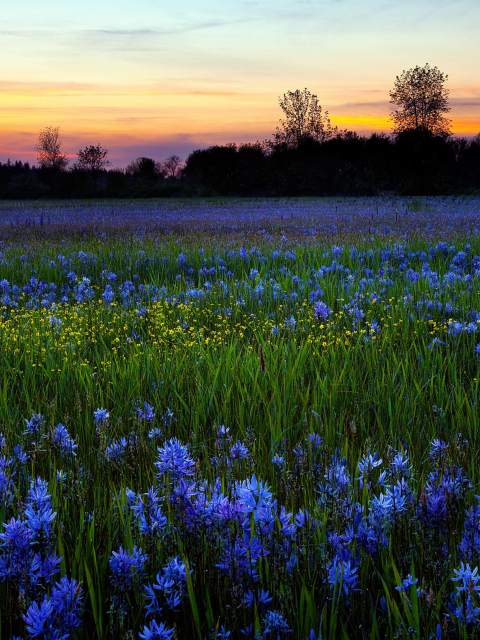 Обои Blue Flower Field 480x640