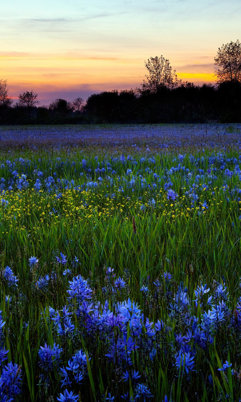 Das Blue Flower Field Wallpaper 480x800