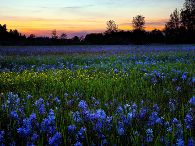 Обои Blue Flower Field 640x480