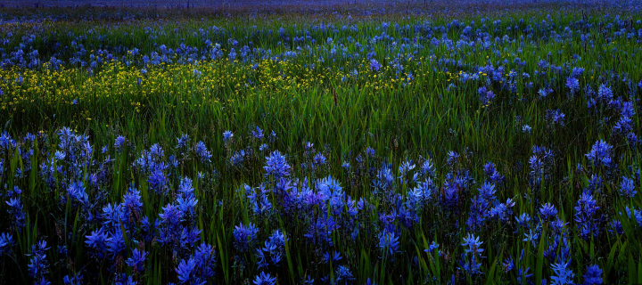 Fondo de pantalla Blue Flower Field 720x320