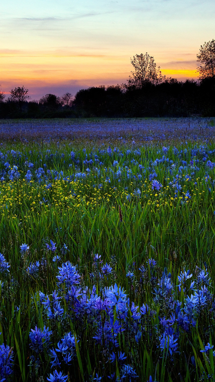 Sfondi Blue Flower Field 750x1334