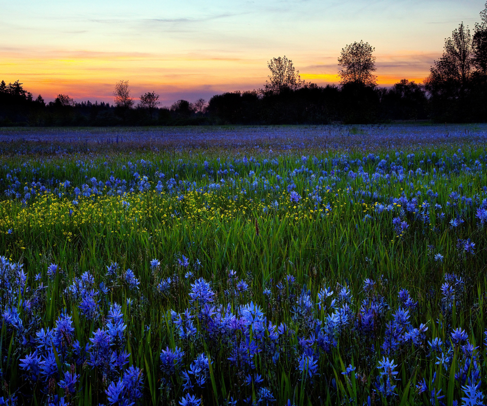 Sfondi Blue Flower Field 960x800