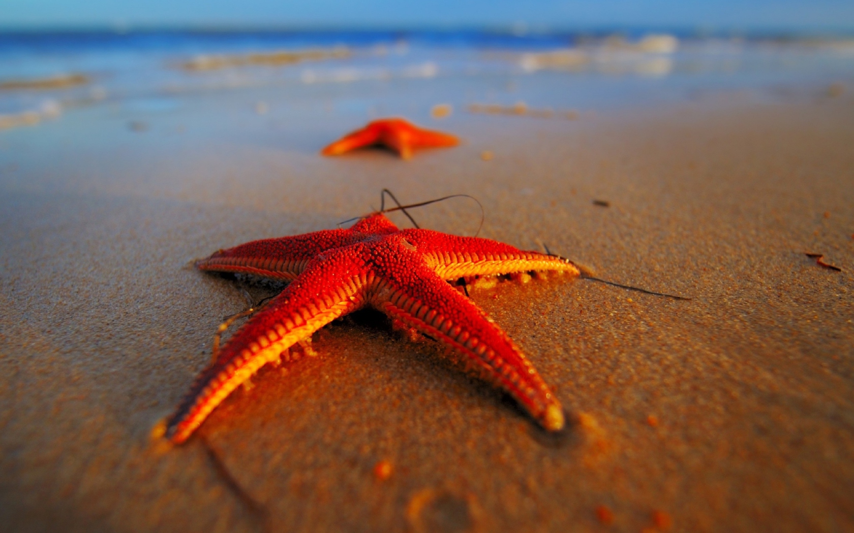 Das Seastar Wallpaper 1680x1050