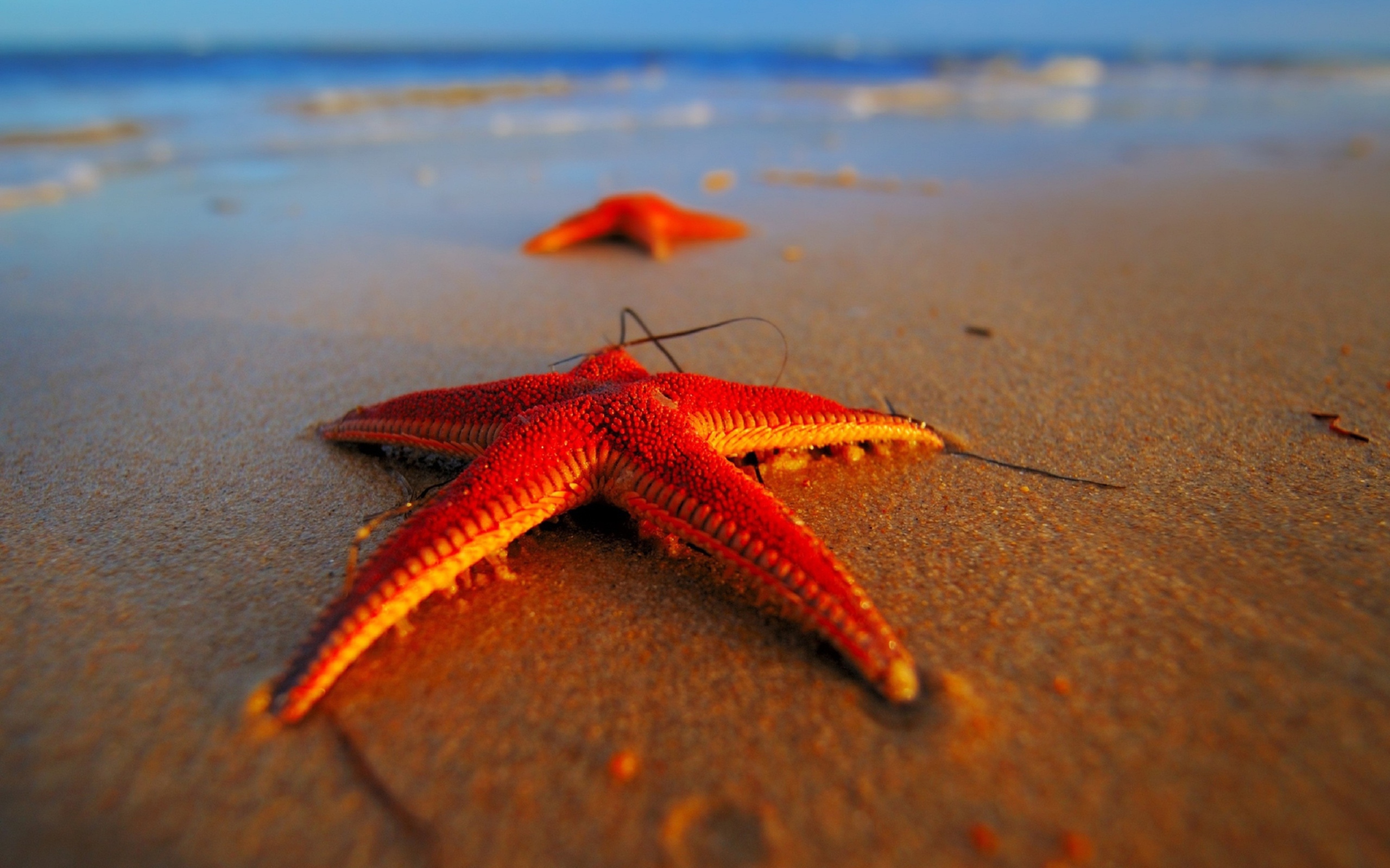 Sfondi Seastar 2560x1600